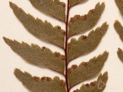 Adiantum fulvum. Close up of WELT P016134, Warawara, showing elongated lamina segments attached in one corner, tapering and curving acroscopically at apices.
 Image: B. Hatton © Te Papa CC BY-NC 3.0 NZ